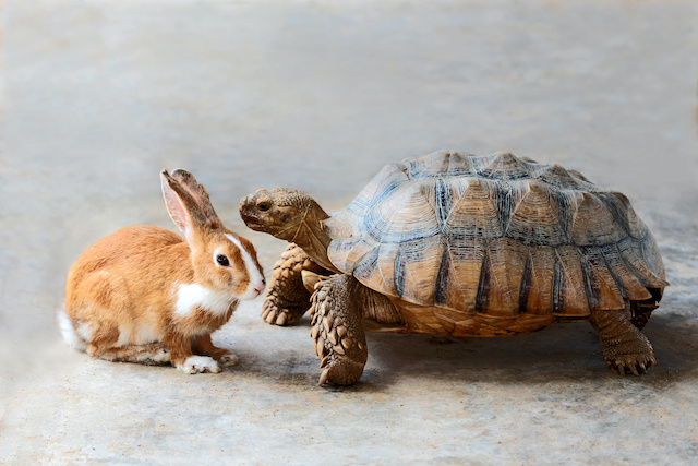 The Tortoise and the Hare