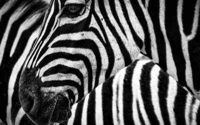 Zebra Animal Adaptation