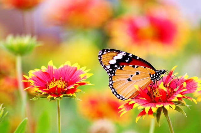 Look Inside a Flower