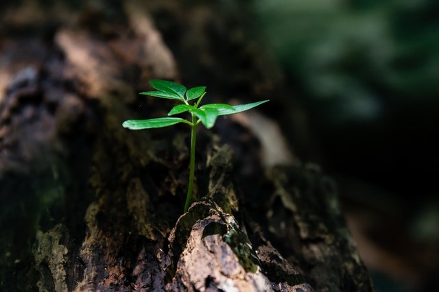 Parts of a Plant