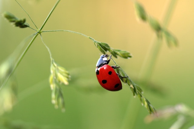 10 Little Lady Bugs