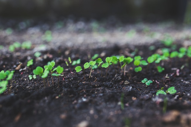 Victory Garden