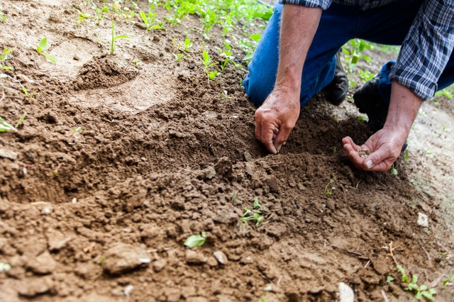 Can you Plant a Bean?