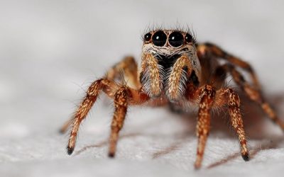 Animal Studies – Spiders