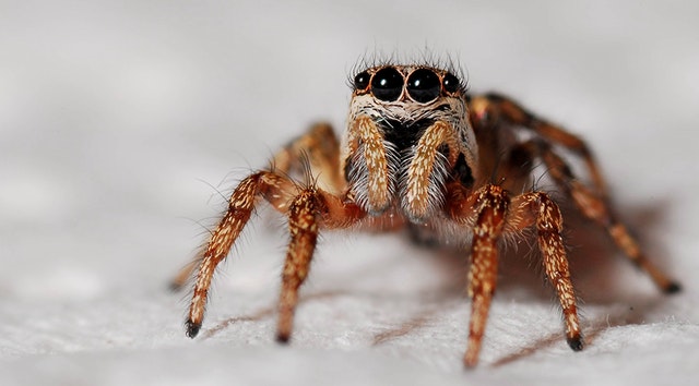 Animal Studies – Spiders