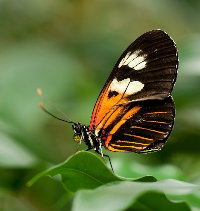 Caterpillars and Butterflies