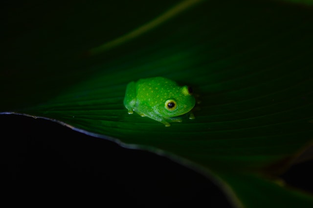 Froggy Gets Dressed