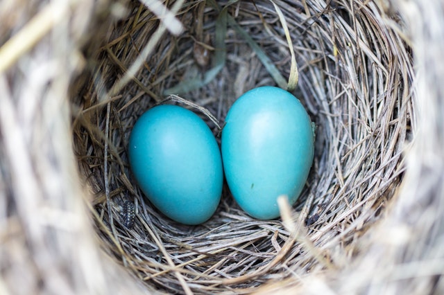 Birds and Nests