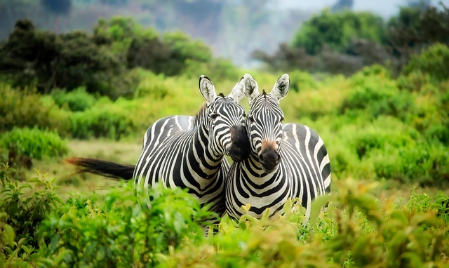 Why Do Zebras Have Stripes?