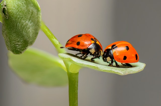 Ladybugs!