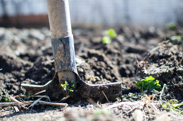 In the Dirt