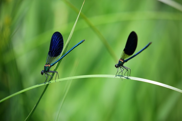 STEM Week: Insect Adaptations