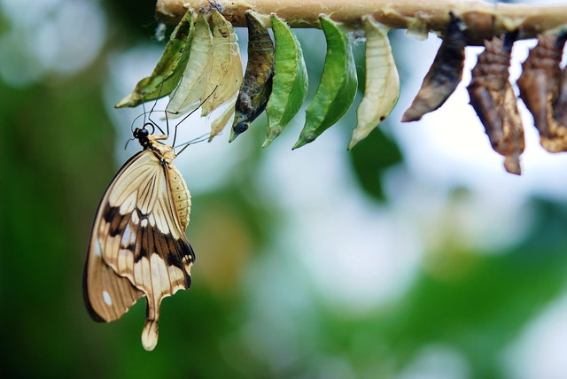 Butterflies