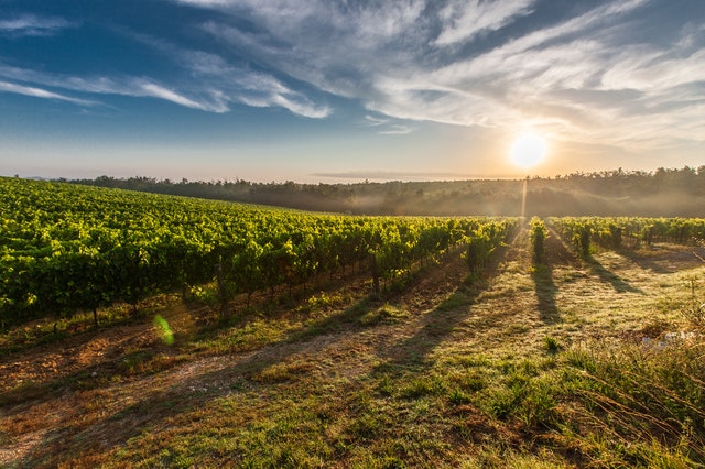 Agriculture and The Great Central Valley