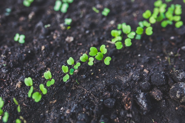 Planting a Garden