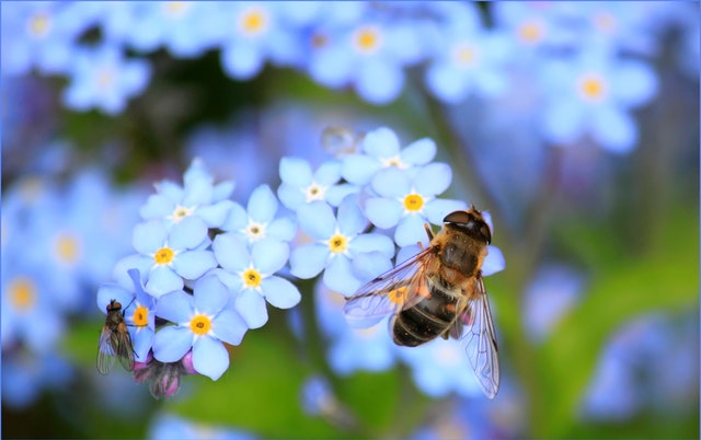 Bee Amazed